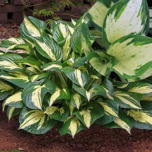 Hosta 'Revolution' - Hosta 'Revolution' P11/0,75L 